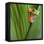 Curious Red Eyed Tree Frog Hiding in Green Background Leafs Agalychnis Callydrias Exotic Amphibian-Dirk Ercken-Framed Stretched Canvas