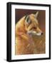 Curious: Red Fox-Joni Johnson-godsy-Framed Art Print