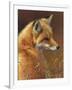 Curious: Red Fox-Joni Johnson-godsy-Framed Giclee Print