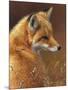 Curious: Red Fox-Joni Johnson-godsy-Mounted Giclee Print