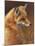 Curious - Red Fox-Joni Johnson-godsy-Mounted Art Print