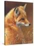 Curious - Red Fox-Joni Johnson-godsy-Stretched Canvas