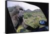 Curious Savannah Baboon-null-Framed Stretched Canvas