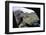 Curious Savannah Baboon-null-Framed Photographic Print