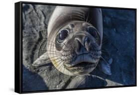 Curious Southern Elephant Seal Pup (Mirounga Leonina), Gold Harbor, South Georgia, Polar Regions-Michael Nolan-Framed Stretched Canvas