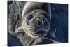 Curious Southern Elephant Seal Pup (Mirounga Leonina), Gold Harbor, South Georgia, Polar Regions-Michael Nolan-Stretched Canvas