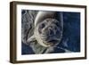 Curious Southern Elephant Seal Pup (Mirounga Leonina), Gold Harbor, South Georgia, Polar Regions-Michael Nolan-Framed Photographic Print