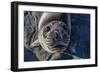 Curious Southern Elephant Seal Pup (Mirounga Leonina), Gold Harbor, South Georgia, Polar Regions-Michael Nolan-Framed Photographic Print