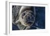 Curious Southern Elephant Seal Pup (Mirounga Leonina), Gold Harbor, South Georgia, Polar Regions-Michael Nolan-Framed Photographic Print