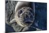 Curious Southern Elephant Seal Pup (Mirounga Leonina), Gold Harbor, South Georgia, Polar Regions-Michael Nolan-Mounted Photographic Print