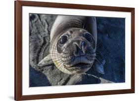 Curious Southern Elephant Seal Pup (Mirounga Leonina), Gold Harbor, South Georgia, Polar Regions-Michael Nolan-Framed Photographic Print