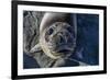 Curious Southern Elephant Seal Pup (Mirounga Leonina), Gold Harbor, South Georgia, Polar Regions-Michael Nolan-Framed Photographic Print