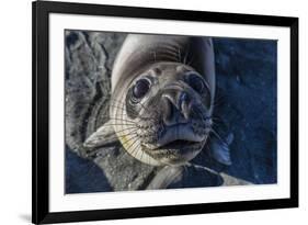 Curious Southern Elephant Seal Pup (Mirounga Leonina), Gold Harbor, South Georgia, Polar Regions-Michael Nolan-Framed Photographic Print