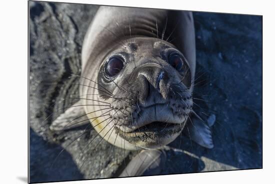 Curious Southern Elephant Seal Pup (Mirounga Leonina), Gold Harbor, South Georgia, Polar Regions-Michael Nolan-Mounted Photographic Print
