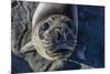 Curious Southern Elephant Seal Pup (Mirounga Leonina), Gold Harbor, South Georgia, Polar Regions-Michael Nolan-Mounted Photographic Print