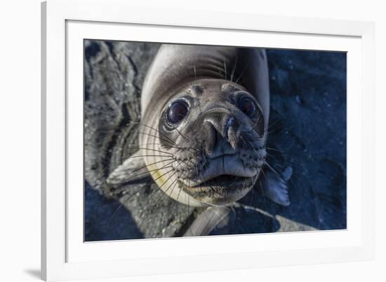 Curious Southern Elephant Seal Pup (Mirounga Leonina), Gold Harbor, South Georgia, Polar Regions-Michael Nolan-Framed Photographic Print