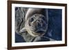 Curious Southern Elephant Seal Pup (Mirounga Leonina), Gold Harbor, South Georgia, Polar Regions-Michael Nolan-Framed Photographic Print