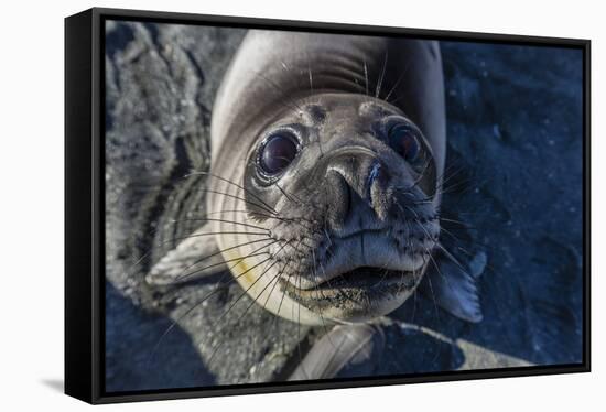 Curious Southern Elephant Seal Pup (Mirounga Leonina), Gold Harbor, South Georgia, Polar Regions-Michael Nolan-Framed Stretched Canvas