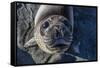 Curious Southern Elephant Seal Pup (Mirounga Leonina), Gold Harbor, South Georgia, Polar Regions-Michael Nolan-Framed Stretched Canvas