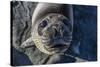 Curious Southern Elephant Seal Pup (Mirounga Leonina), Gold Harbor, South Georgia, Polar Regions-Michael Nolan-Stretched Canvas