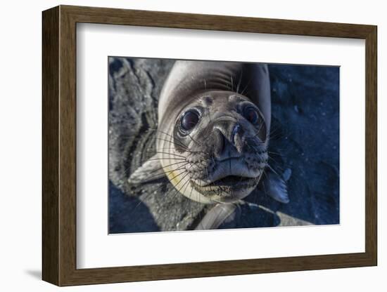 Curious Southern Elephant Seal Pup (Mirounga Leonina), Gold Harbor, South Georgia, Polar Regions-Michael Nolan-Framed Photographic Print