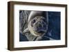 Curious Southern Elephant Seal Pup (Mirounga Leonina), Gold Harbor, South Georgia, Polar Regions-Michael Nolan-Framed Photographic Print