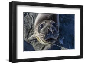 Curious Southern Elephant Seal Pup (Mirounga Leonina), Gold Harbor, South Georgia, Polar Regions-Michael Nolan-Framed Photographic Print