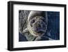 Curious Southern Elephant Seal Pup (Mirounga Leonina), Gold Harbor, South Georgia, Polar Regions-Michael Nolan-Framed Photographic Print