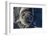 Curious Southern Elephant Seal Pup (Mirounga Leonina), Gold Harbor, South Georgia, Polar Regions-Michael Nolan-Framed Photographic Print