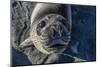 Curious Southern Elephant Seal Pup (Mirounga Leonina), Gold Harbor, South Georgia, Polar Regions-Michael Nolan-Mounted Photographic Print