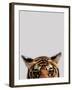 Curious Tiger-Staffan Widstrand-Framed Giclee Print