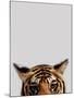 Curious Tiger-Staffan Widstrand-Mounted Giclee Print