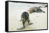 Curious Young Galapagos Sea Lion and Concerned Parent-DLILLC-Framed Stretched Canvas