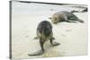 Curious Young Galapagos Sea Lion and Concerned Parent-DLILLC-Stretched Canvas