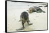 Curious Young Galapagos Sea Lion and Concerned Parent-DLILLC-Framed Stretched Canvas