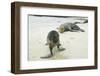 Curious Young Galapagos Sea Lion and Concerned Parent-DLILLC-Framed Premium Photographic Print