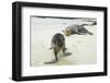 Curious Young Galapagos Sea Lion and Concerned Parent-DLILLC-Framed Premium Photographic Print