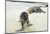 Curious Young Galapagos Sea Lion and Concerned Parent-DLILLC-Mounted Premium Photographic Print