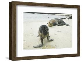 Curious Young Galapagos Sea Lion and Concerned Parent-DLILLC-Framed Photographic Print