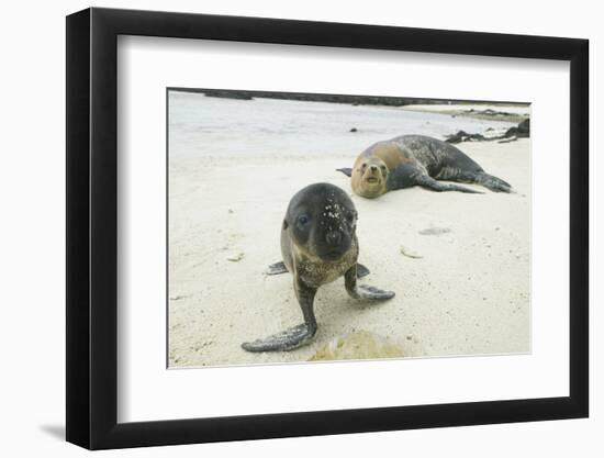 Curious Young Galapagos Sea Lion and Concerned Parent-DLILLC-Framed Photographic Print