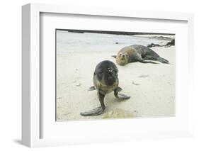 Curious Young Galapagos Sea Lion and Concerned Parent-DLILLC-Framed Photographic Print