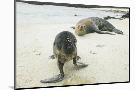 Curious Young Galapagos Sea Lion and Concerned Parent-DLILLC-Mounted Photographic Print