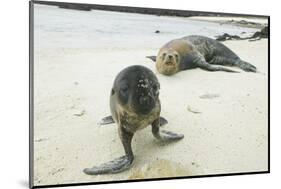 Curious Young Galapagos Sea Lion and Concerned Parent-DLILLC-Mounted Photographic Print