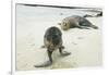 Curious Young Galapagos Sea Lion and Concerned Parent-DLILLC-Framed Photographic Print