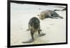 Curious Young Galapagos Sea Lion and Concerned Parent-DLILLC-Framed Photographic Print