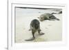 Curious Young Galapagos Sea Lion and Concerned Parent-DLILLC-Framed Photographic Print