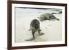 Curious Young Galapagos Sea Lion and Concerned Parent-DLILLC-Framed Photographic Print