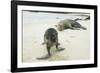 Curious Young Galapagos Sea Lion and Concerned Parent-DLILLC-Framed Photographic Print