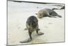 Curious Young Galapagos Sea Lion and Concerned Parent-DLILLC-Mounted Photographic Print