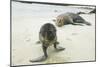 Curious Young Galapagos Sea Lion and Concerned Parent-DLILLC-Mounted Photographic Print